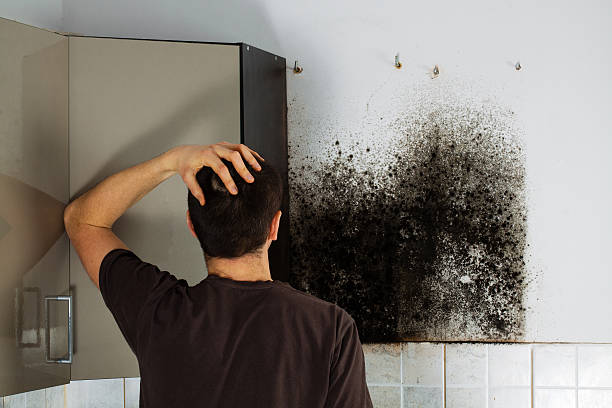 Best Local Mold Removal Service  in Park Hills, KY